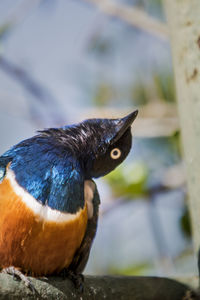 Close-up of a bird