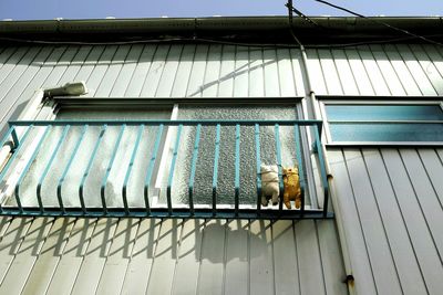 Cat on roof