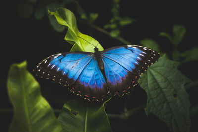 Close-up of butterfly on purple flower