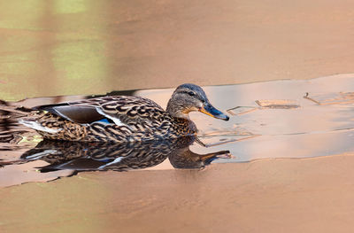 Mallard duck in water