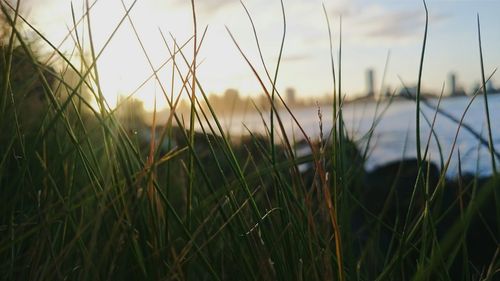 Close-up of grass in field