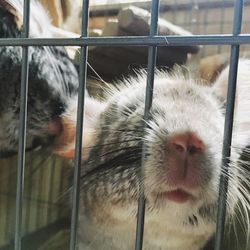 Close-up of cat in cage