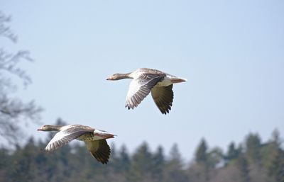 Low angle view of bird flying in sky