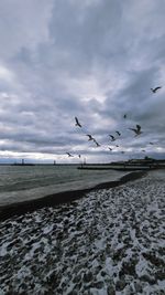 Seagulls flying over beach against sky