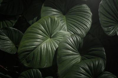 High angle view of leaves