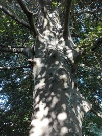 Low angle view of trees in forest