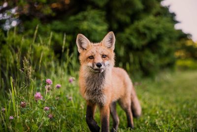 Portrait of an animal on field