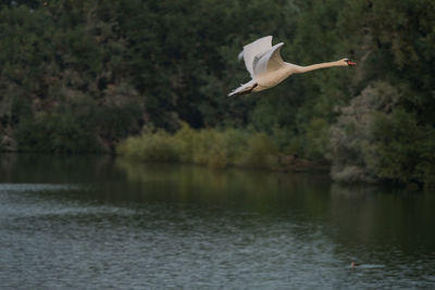 Swan flying over lake