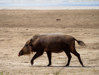 Bornean bearded pig - sus barbatus in bako national park