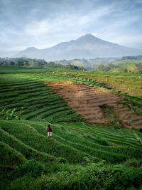 Scenic view of agricultural field against sky