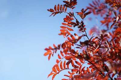 Low angle view of tree against clear blue sky