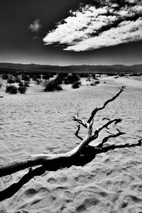 Driftwood on beach against sky