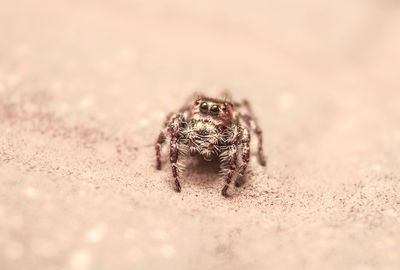 Close-up of spider on sand