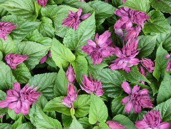 Full frame shot of purple flowering plants