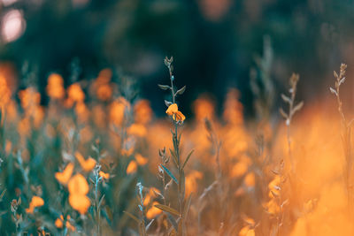 Close-up of flowering plant on field