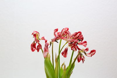 Close-up of pink flowers against white background