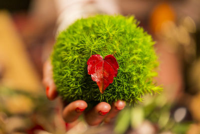 Close-up of hand holding leaf
