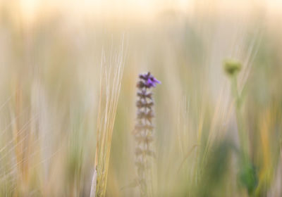 Close-up of stalks in wheat field