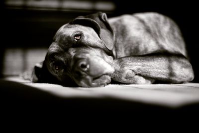 Close-up of dog sleeping