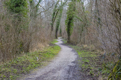 Road amidst trees in forest