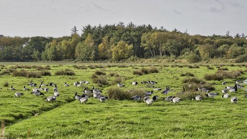 Flock of sheep on grassy field