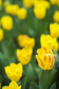 Close-up of yellow flowering plant