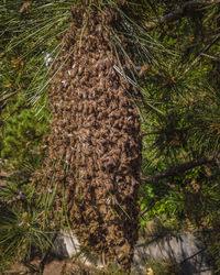 High angle view of insect on plant