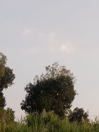 Low angle view of trees against sky