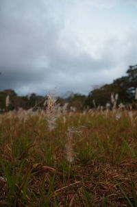 Close-up of lizard on field against sky