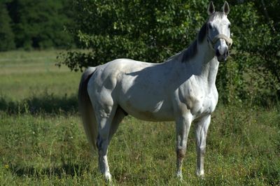 Horse grazing on grassy field