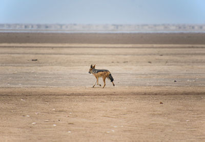 Side view of jackal running on plain