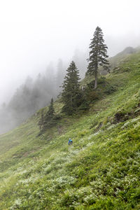 Hiking scenes in the beautiful north cascades.