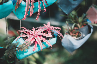 High angle view of flowering plant hanging outdoors