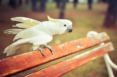 Close-up of bird perching outdoors