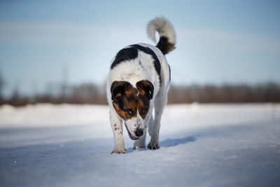 Portrait of dog in snow