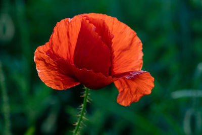 Close-up of red poppy flower