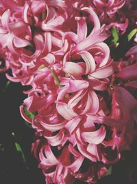 Close-up of pink flowers