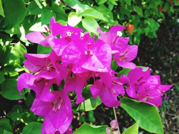 Close-up of pink flowers