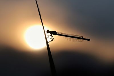 Close-up of silhouette damselfly on plant at sunset