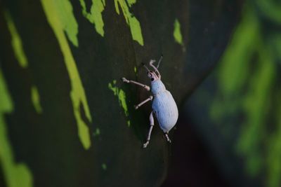 Close-up of spider on leaf