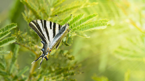 Close-up of insect on plant