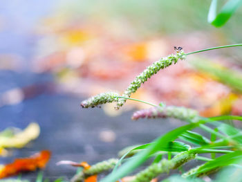 Close-up of flowering plant