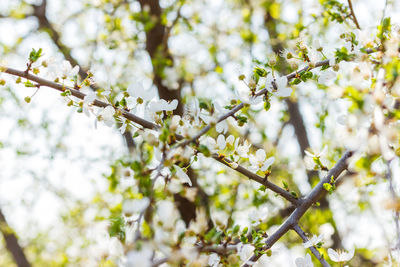 Close-up of cherry blossoms in spring