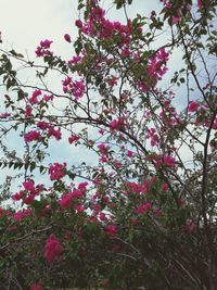 Low angle view of pink flowers blooming on tree