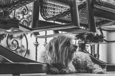 Blank and white low angle view of dog laying under chair
