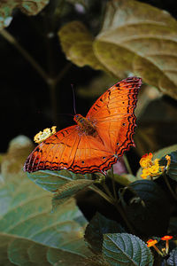 Close-up of butterfly perching on leaf