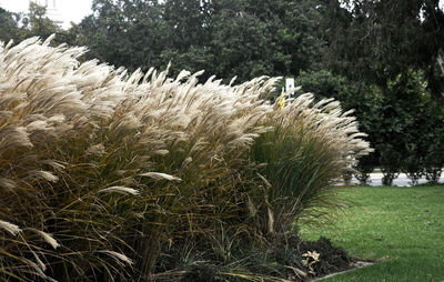 Plants growing on field
