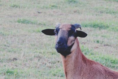 Portrait of horse on field