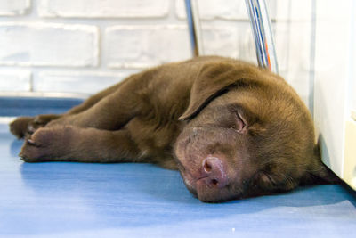 Close-up of a dog sleeping