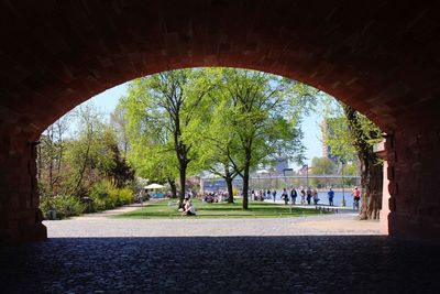 Trees in park